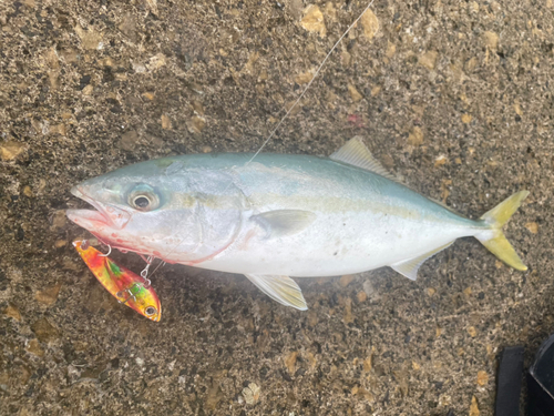 ヤズの釣果