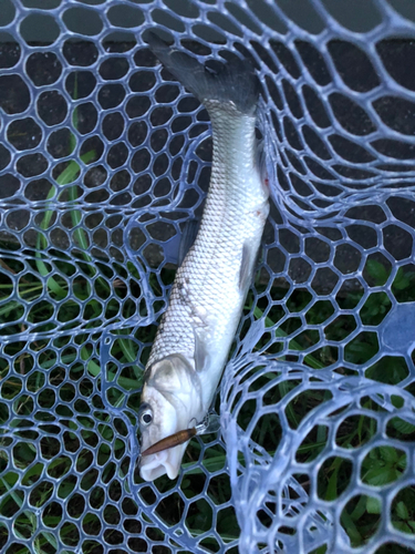 ニゴイの釣果