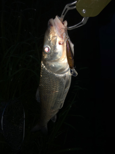 ニゴイの釣果