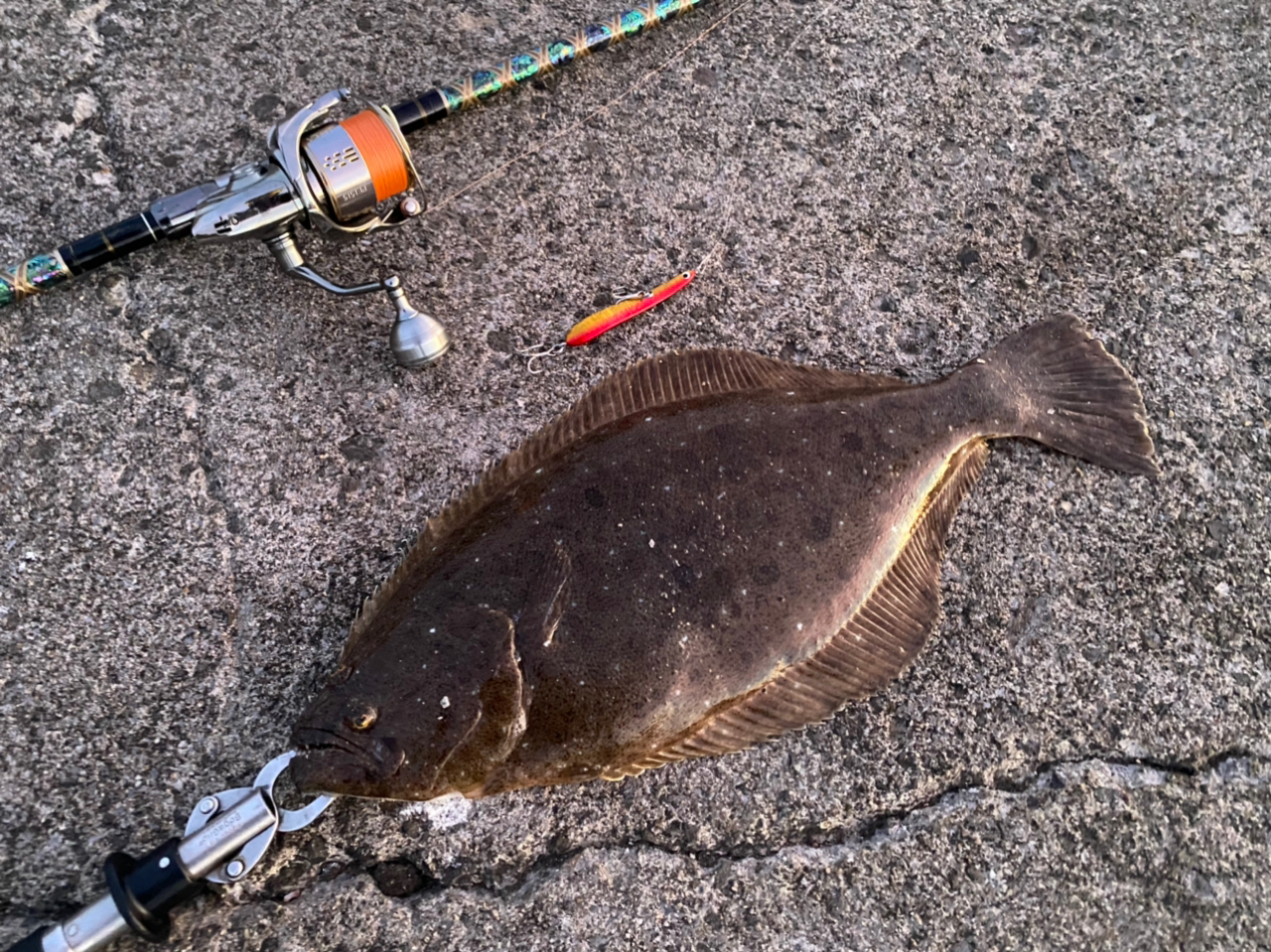 貧乏アングラー🐸 さんの 2024年04月16日のヒラメの釣り・釣果情報(鹿児島県 - 甲突川河口) - アングラーズ