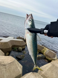 サバの釣果