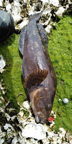 アイナメの釣果