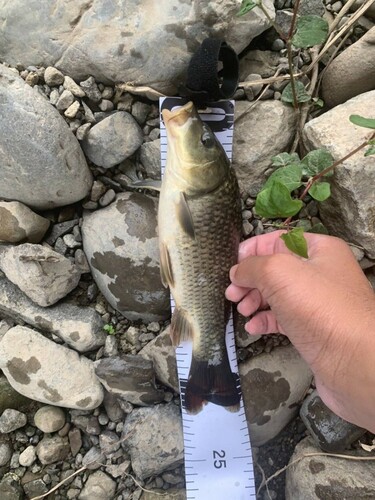 コイの釣果