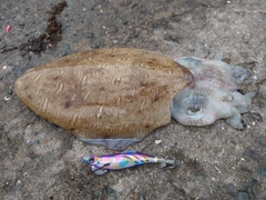 モンゴウイカの釣果