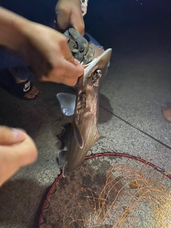 サメの釣果