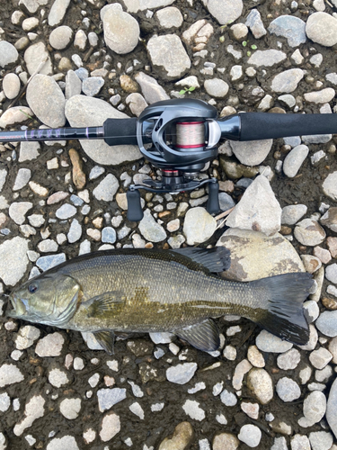 スモールマウスバスの釣果