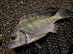 ミナミクロダイの釣果