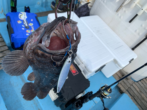 クロソイの釣果