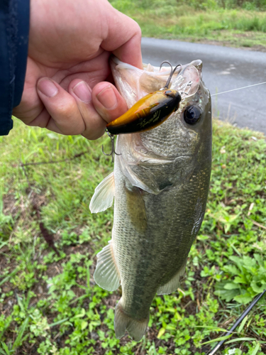 ブラックバスの釣果