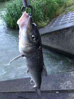 ニゴイの釣果