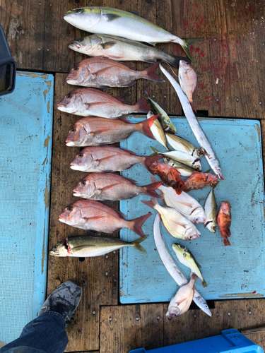 マダイの釣果