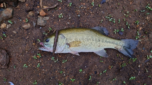 ブラックバスの釣果