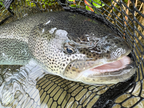 イトウの釣果