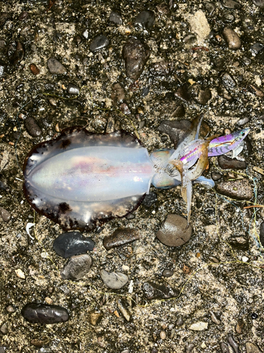 アオリイカの釣果