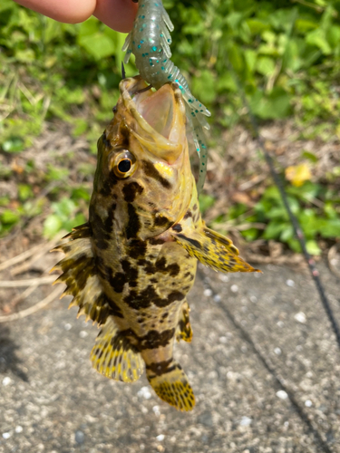 タケノコメバルの釣果