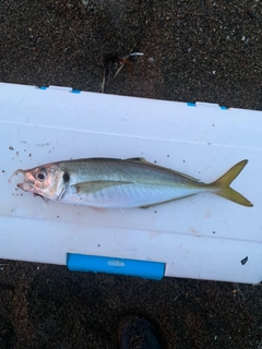 イナダの釣果