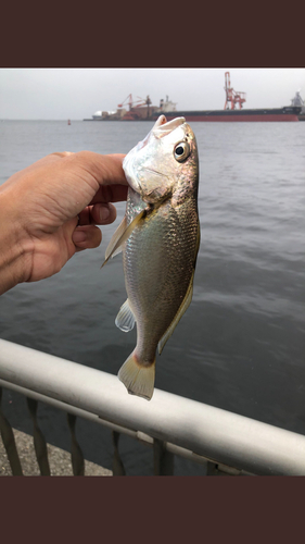 イシモチの釣果