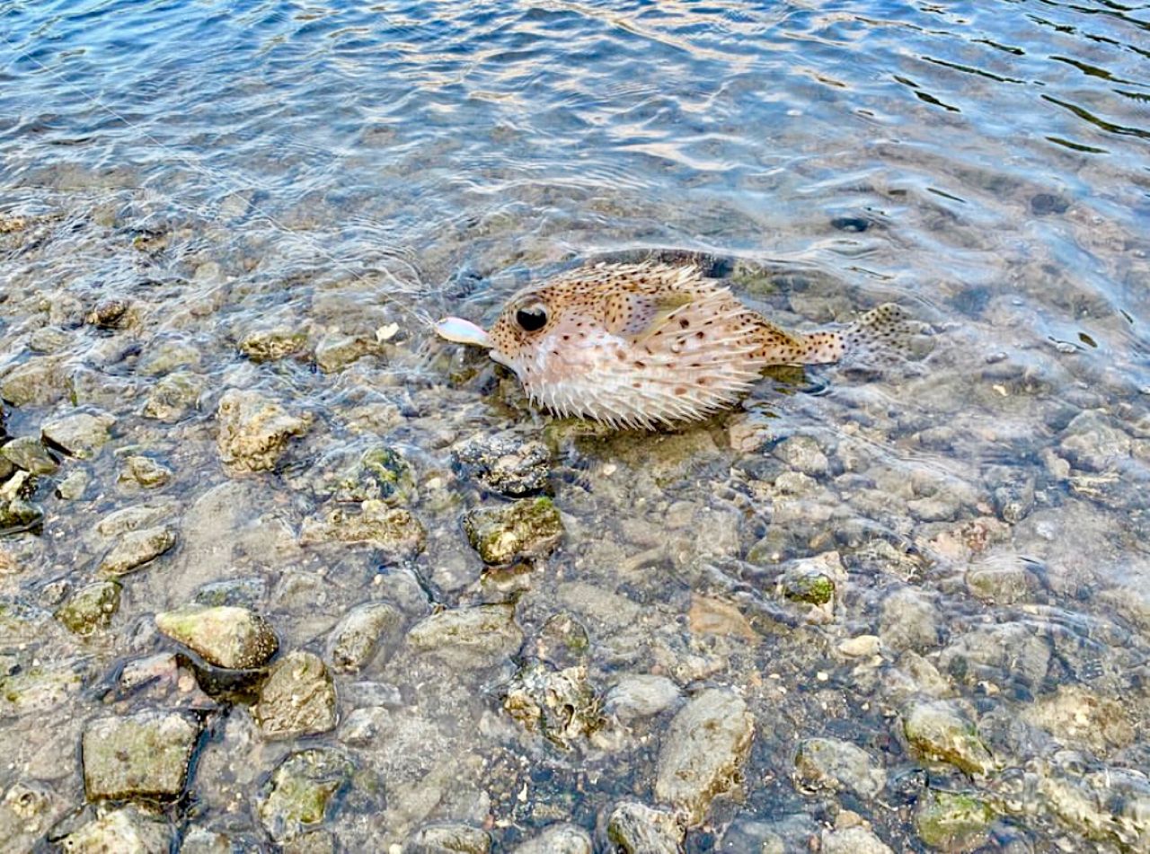 ハリセンボン