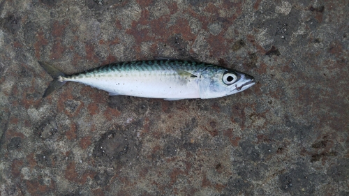 サバの釣果