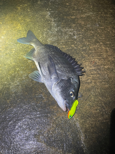 クロダイの釣果