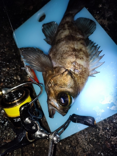 アオメバルの釣果