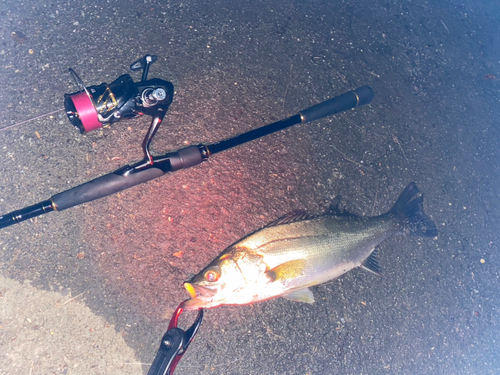 シーバスの釣果