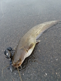 マナマズの釣果
