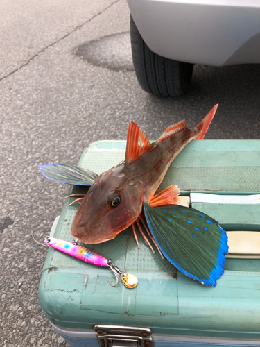 ホウボウの釣果