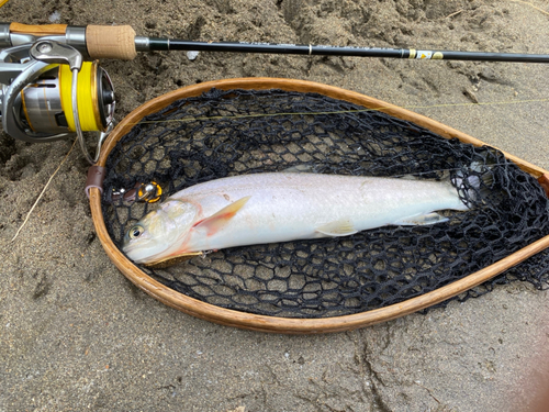 イワナの釣果