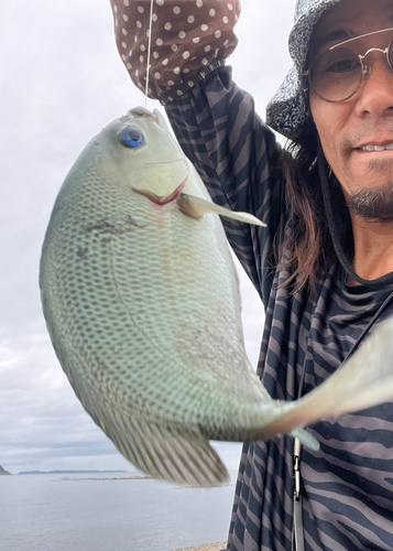 メジナの釣果