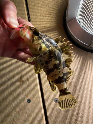 タケノコメバルの釣果