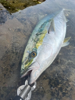 ブリの釣果