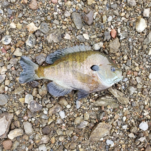 ブルーギルの釣果