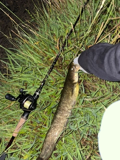 ナマズの釣果