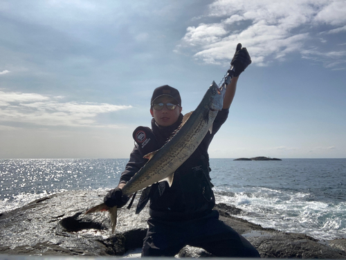 サワラの釣果