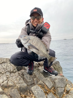 クロダイの釣果