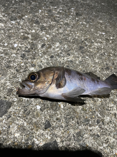 シロメバルの釣果