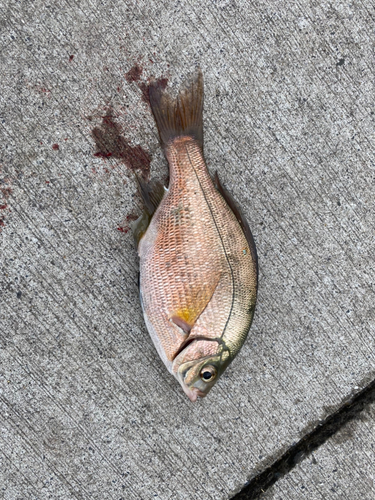 ウミタナゴの釣果