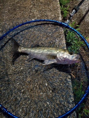 セイゴ（マルスズキ）の釣果