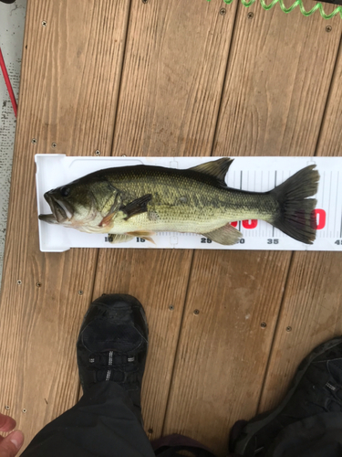 ブラックバスの釣果