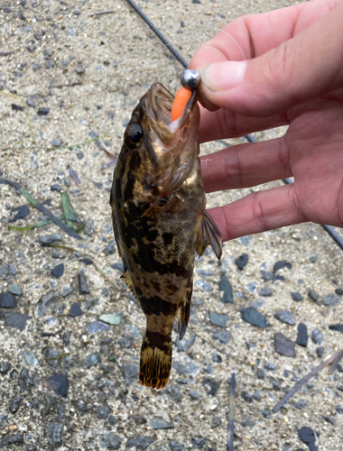 タケノコメバルの釣果