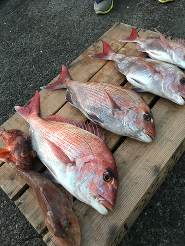 マダイの釣果