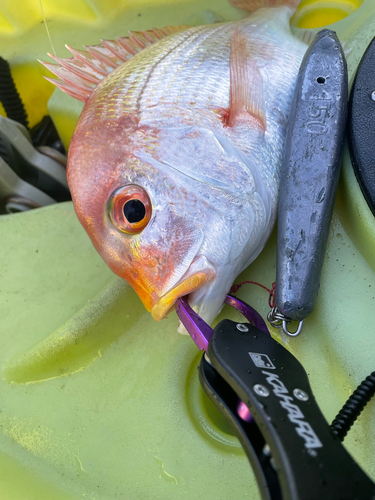 レンコダイの釣果