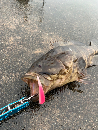 チャイロマルハタの釣果