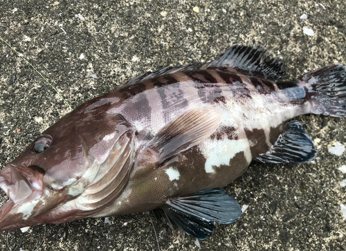 マハタの釣果