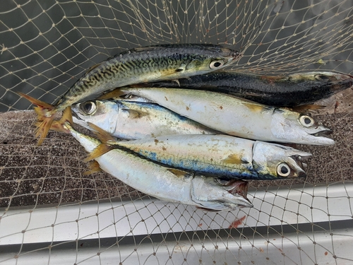 サバの釣果