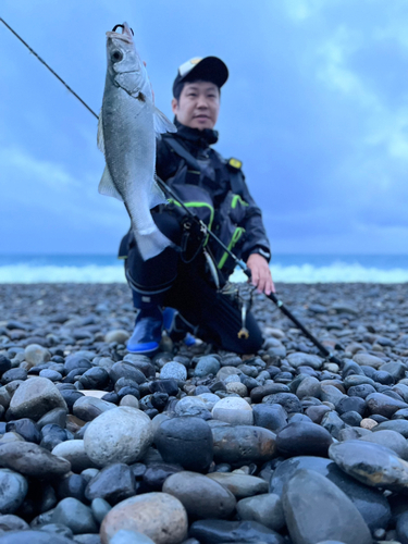 ヒラスズキの釣果