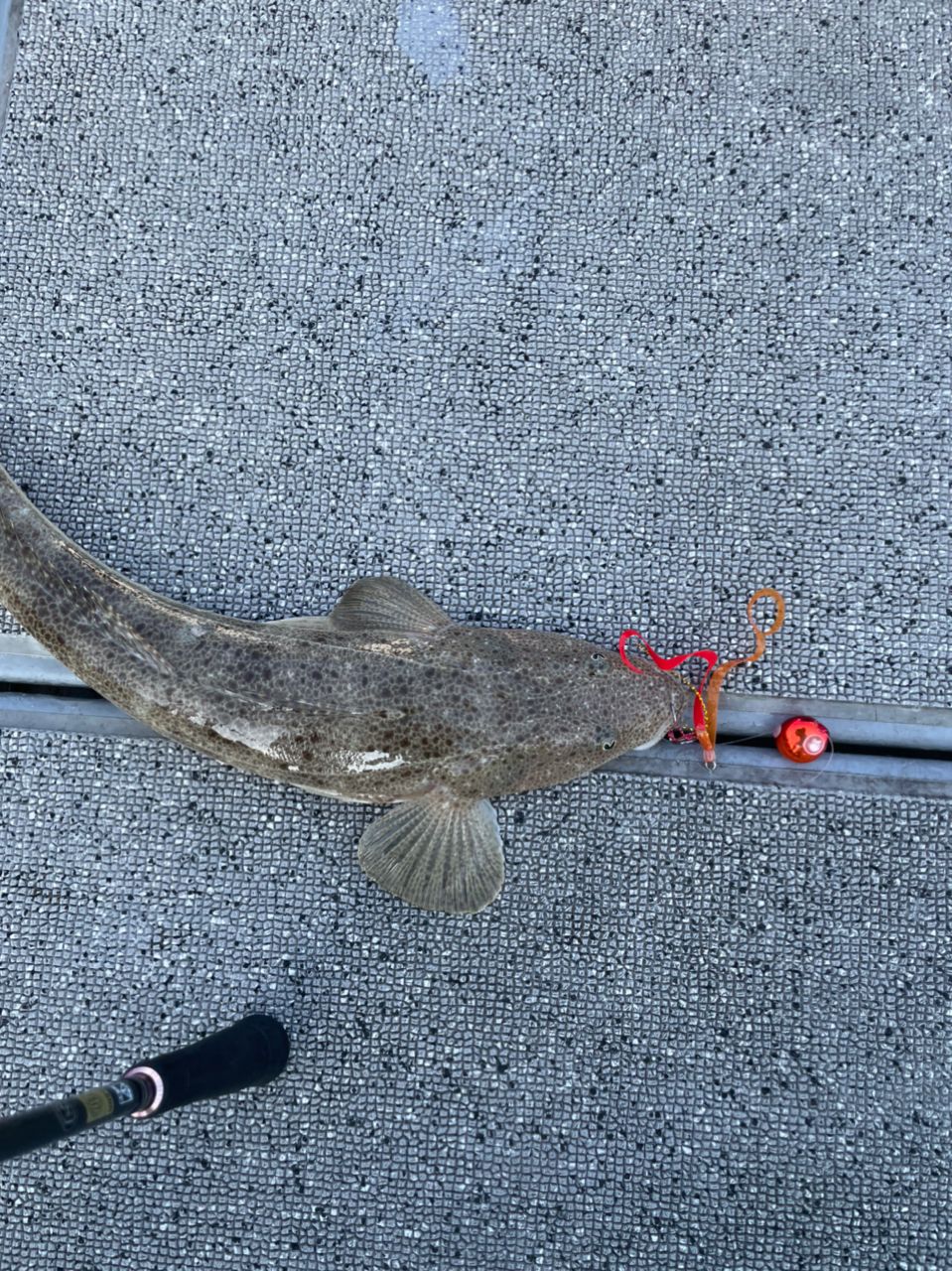 みよっさん。さんの釣果 2枚目の画像