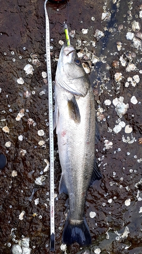 シーバスの釣果