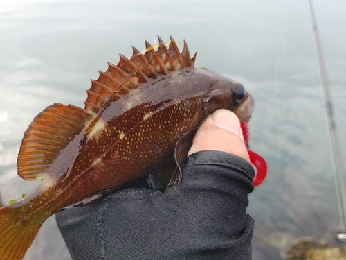 エゾメバルの釣果